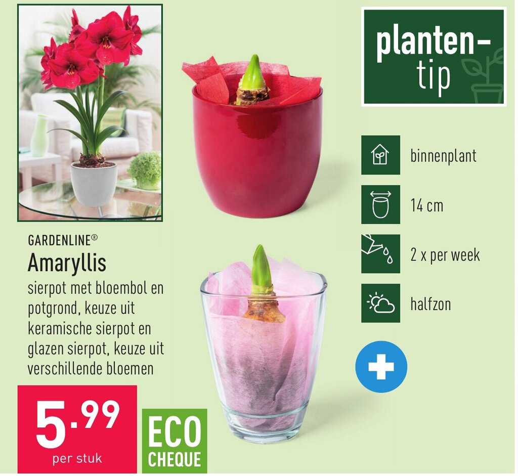 Gardenline Amaryllis Promotie Bij Aldi