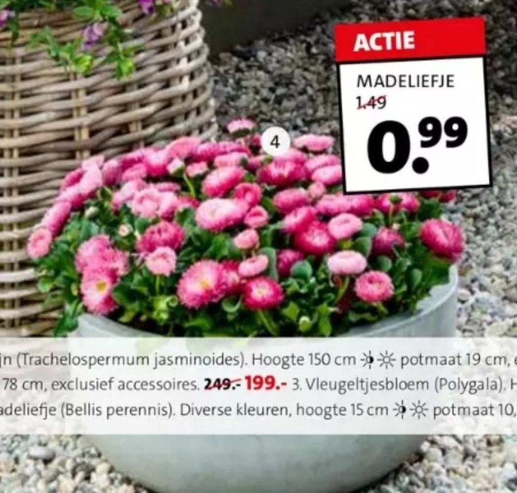 Madeliefje Bellis Perennis Diverse Kleuren Hoogte 15 Cm Potmaat 10 5