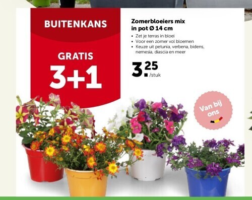 Zomerbloeiers Mix In Pot Cm Promotie Bij Aveve