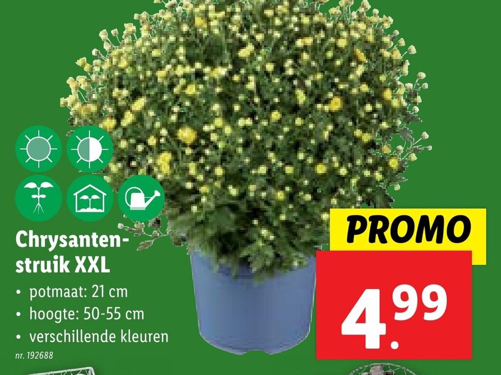 Chrysanten Struik Xxl Promotie Bij Lidl