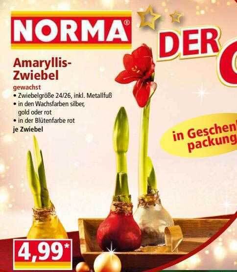 Amaryllis Zwiebel Angebot Bei Norma