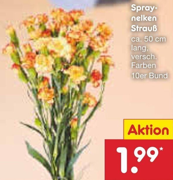 Spraynelken Strau Ca Cm Angebot Bei Netto Marken Discount