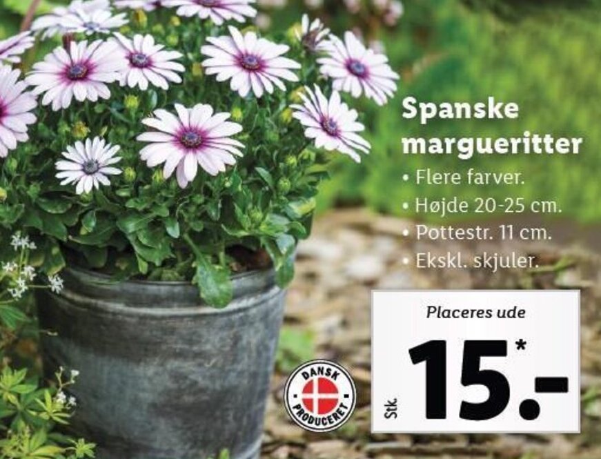 Spanske Margueritter Tilbud Hos Lidl