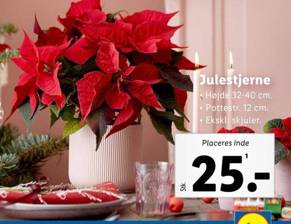 Julestjerne Tilbud Hos Lidl