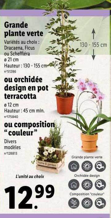 Promo Grande plante verte ou orchidée design en pot terracotta ou