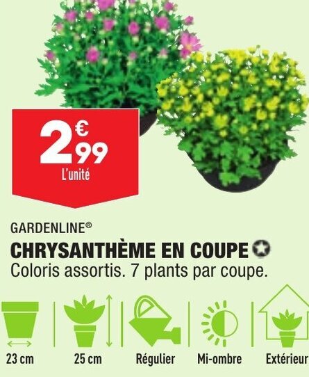 Promo Chrysanthème en Coupe chez ALDI