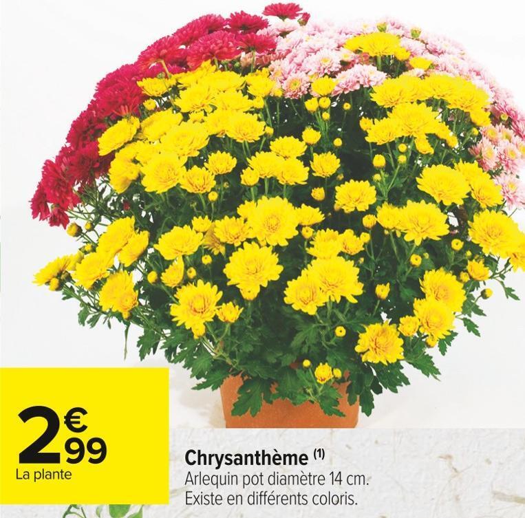 Promo Chrysanth Me Chez Carrefour Market