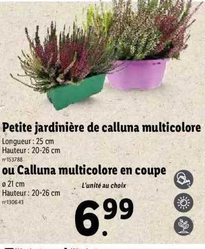 Promo Petite Jardini Re De Calluna Multicolore Ou Calluna Multicolore