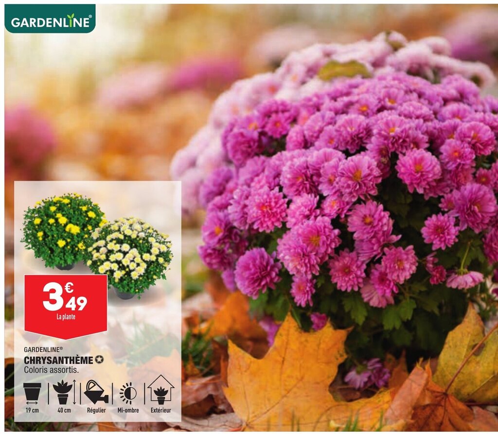 Promo Chrysanthéme chez ALDI