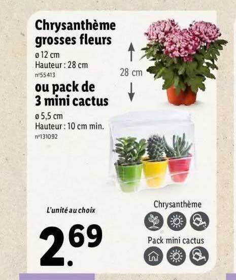 Promo Chrysanthème grosses fleurs ou pack de 3 mini cactus chez Lidl