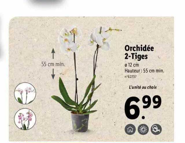 Promo Orchid E Tiges Chez Lidl