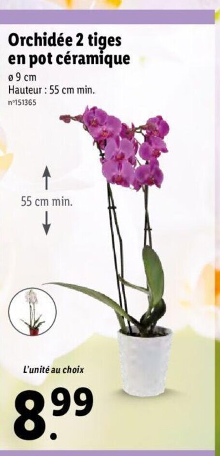 Promo Orchidee Tiges En Pot Ceramique Chez Lidl