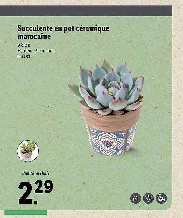 Promo Succulente En Pot C Ramique Marocaine Chez Lidl