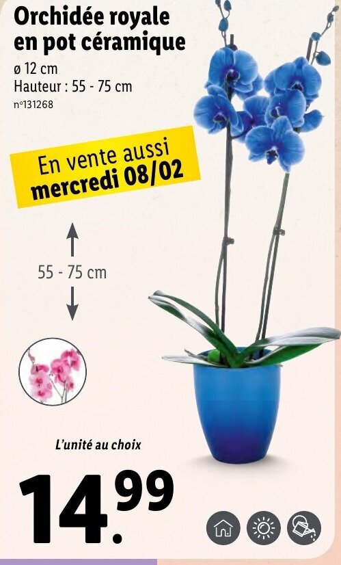 Promo Orchid E Royale En Pot C Ramique Chez Lidl