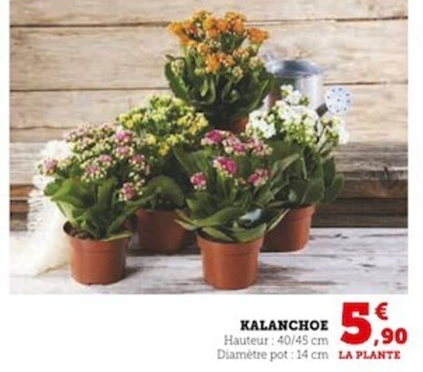 Promo KALANCHOE Hauteur 40 45 cm Diamètre pot 14 cm LA PLANTE chez