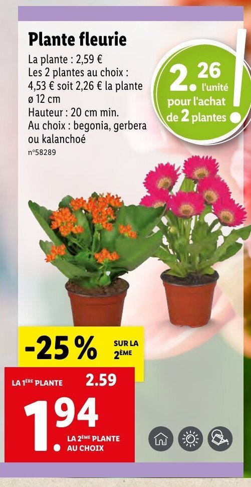 Promo Plante Fleurie Chez Lidl