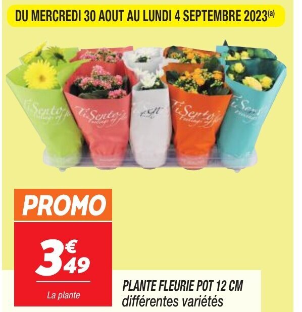 Promo PLANTE FLEURIE POT 12 CM différentes variétés chez Netto