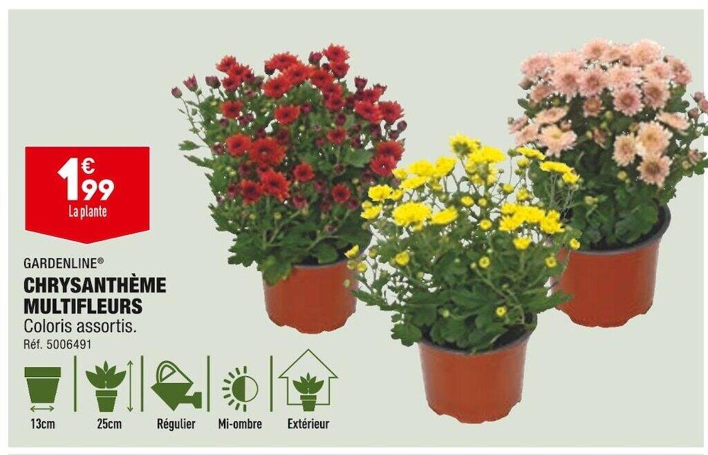 Promo Gardenline chrysanthème multifleurs chez ALDI