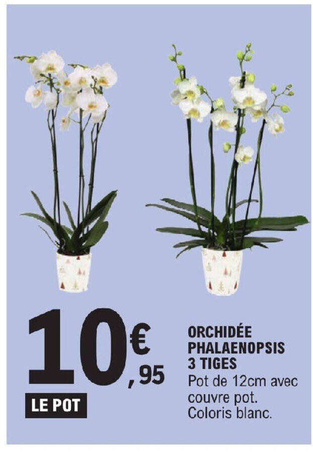 Promo ORCHIDÉE PHALAENOPSIS 3 TIGES chez E Leclerc