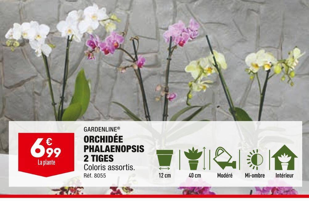 Promo Gardenline orchidée phalaenopsis 2 tiges chez ALDI