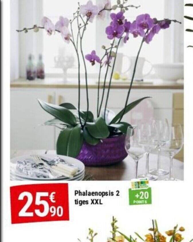 Promo Phalaenopsis Tiges Xxl Chez Gamm Vert