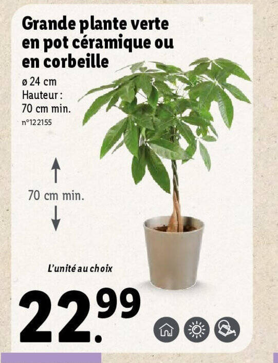 Promo Grande Plante Verte En Pot C Ramique Ou En Corbeille Chez Lidl