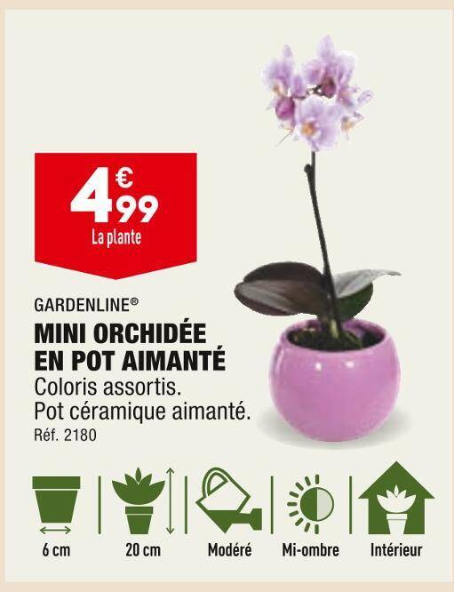 Promo Gardenline Mini Orchid E En Pot Aimant Chez Aldi