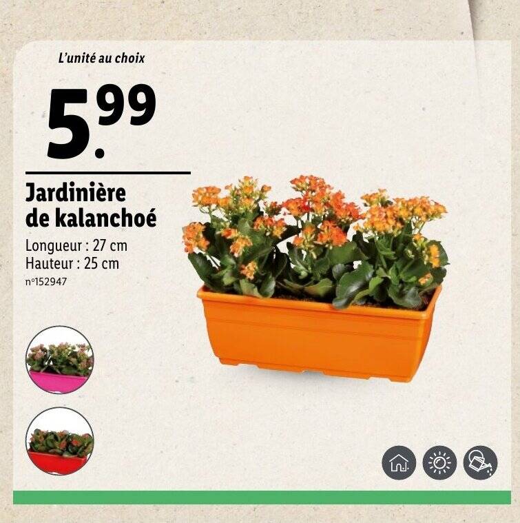 Promo Jardinière de kalanchoé chez Lidl