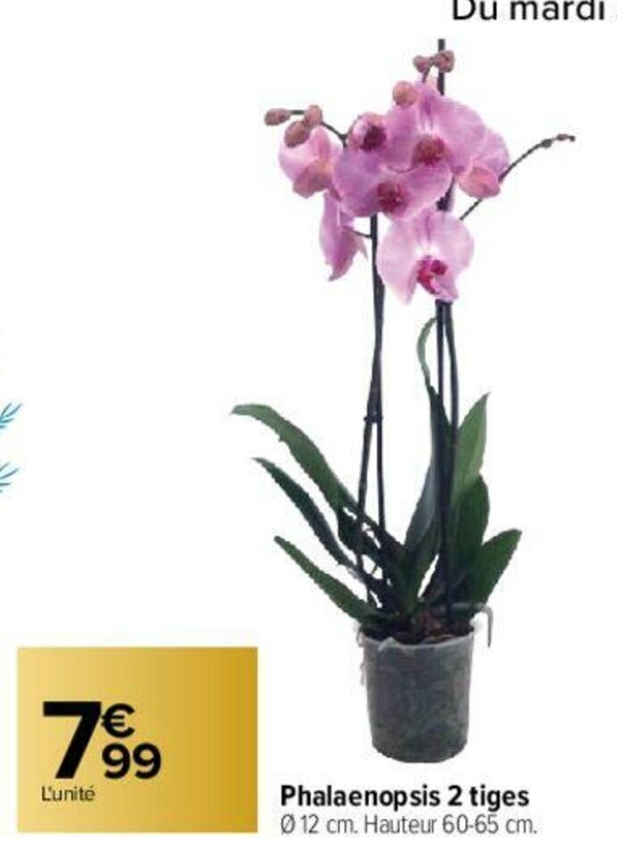 Promo Phalaenopsis Tiges Chez Carrefour