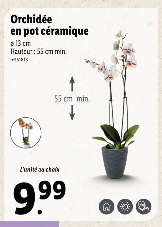 Promo Orchid E En Pot C Ramique Chez Lidl