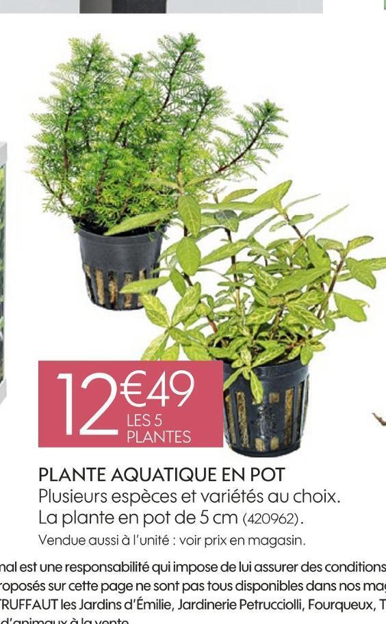 Promo Plante Aquatique En Pot Chez Truffaut