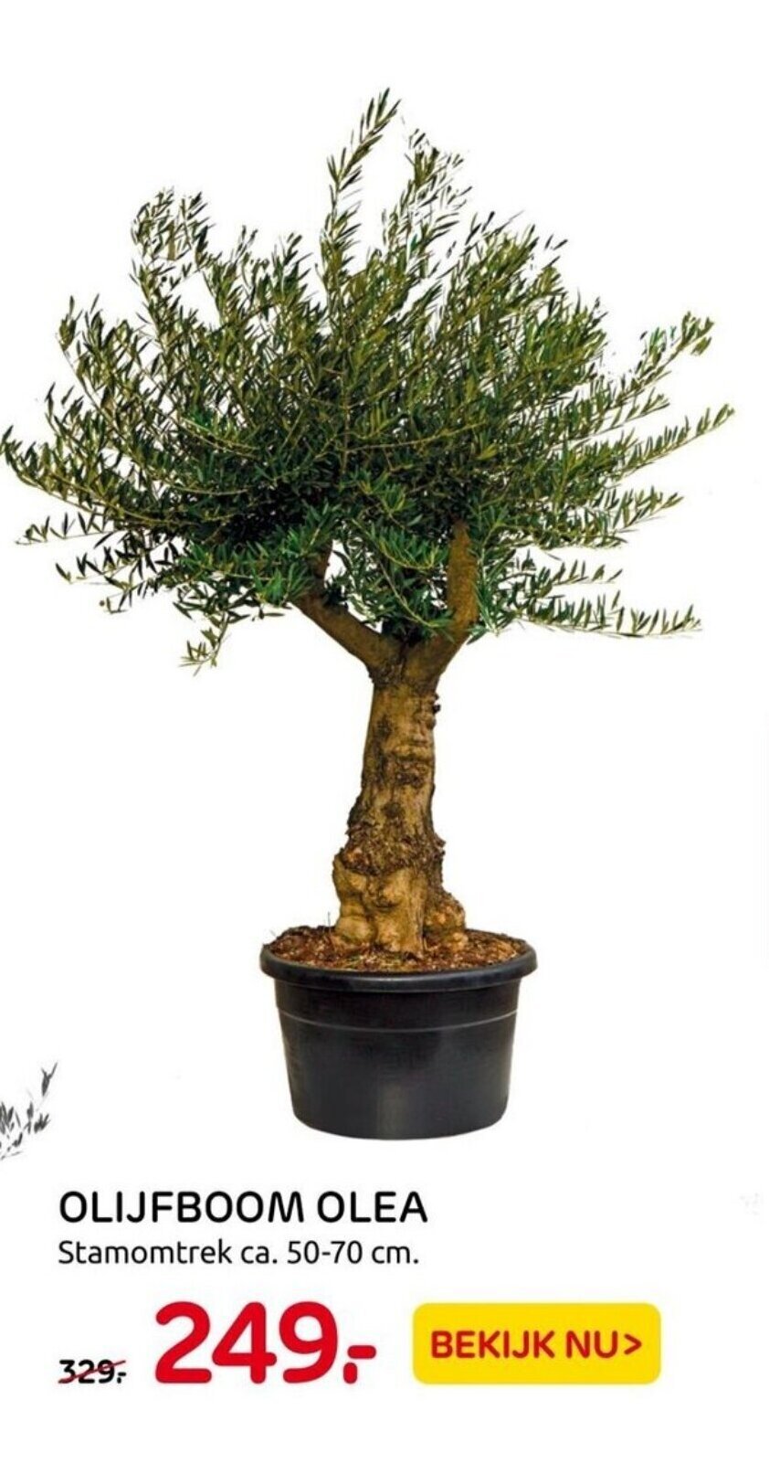 Olijfboom Olea 50 70 Cm Aanbieding Bij Praxis