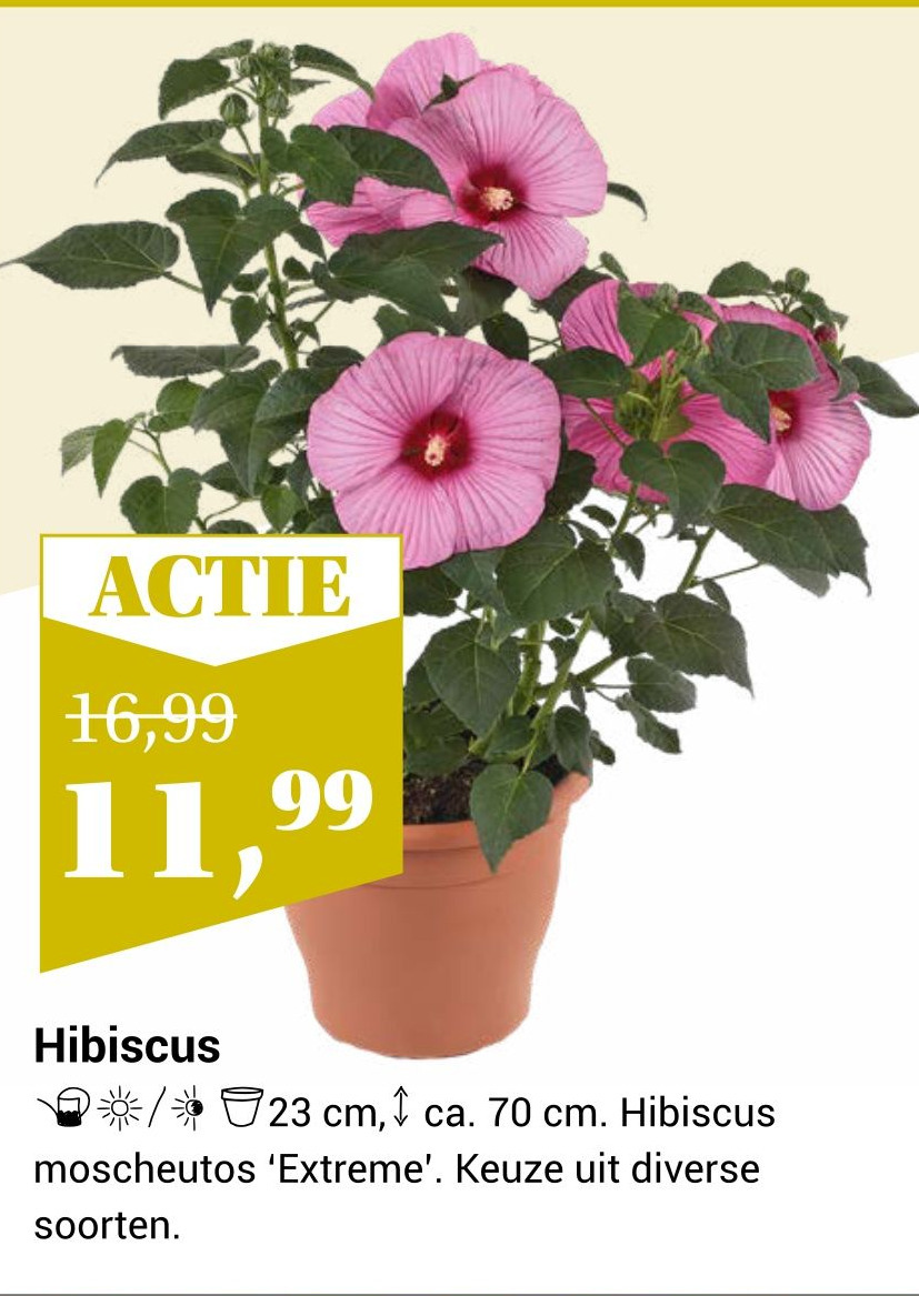 Hibiscus Aanbieding Bij Tuinwereld