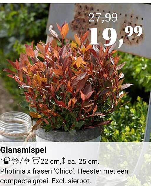 Glansmispel Aanbieding Bij Tuincentrum Osdorp