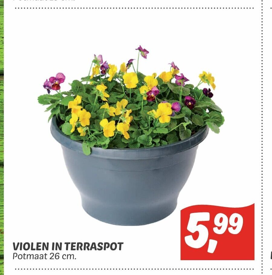 Violen In Terraspot 26 Cm Aanbieding Bij Dekamarkt