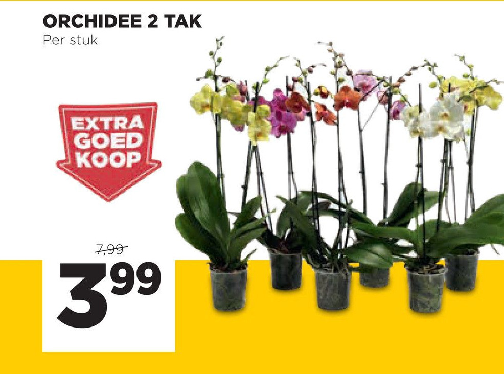 Orchidee 2 Tak Aanbieding Bij Jumbo