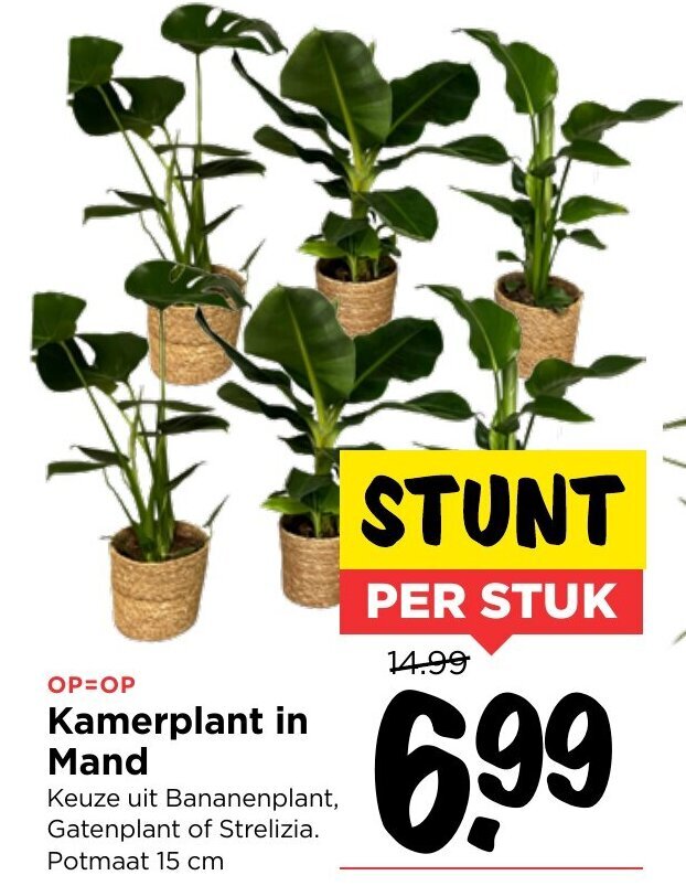 Kamerplant In Mand Cm Aanbieding Bij Vomar