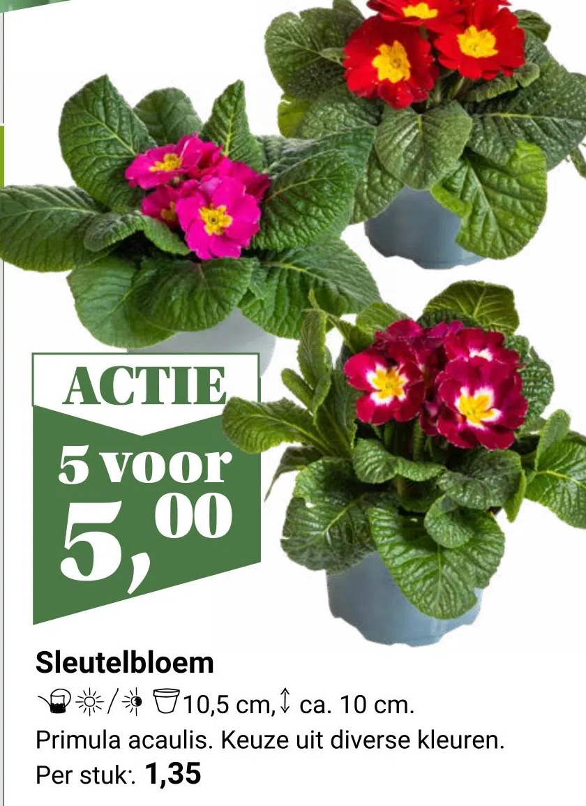 Sleutelbloem Aanbieding Bij Tuincentrum Osdorp