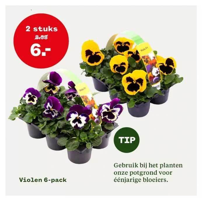 Violen 6 Pack Aanbieding Bij Welkoop