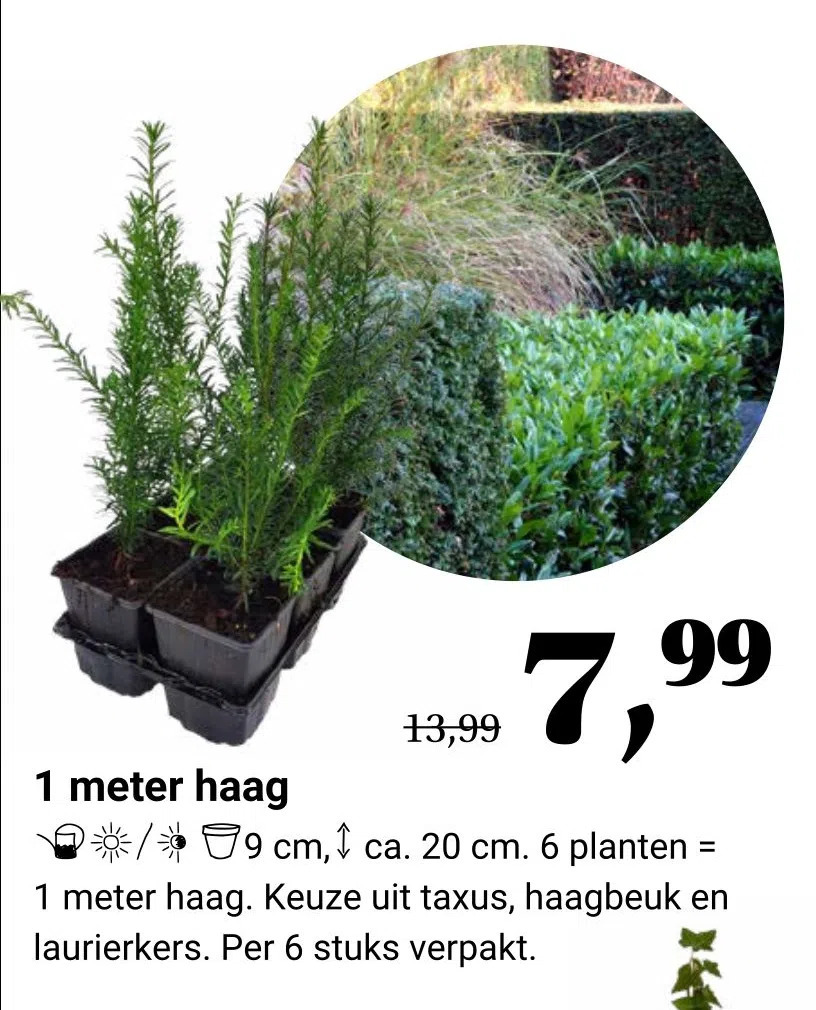 Meter Haag Aanbieding Bij Tuincentrum Osdorp