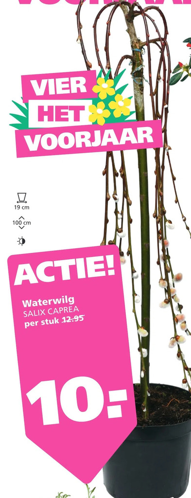 Waterwilg Salix Caprea Aanbieding Bij Ranzijn