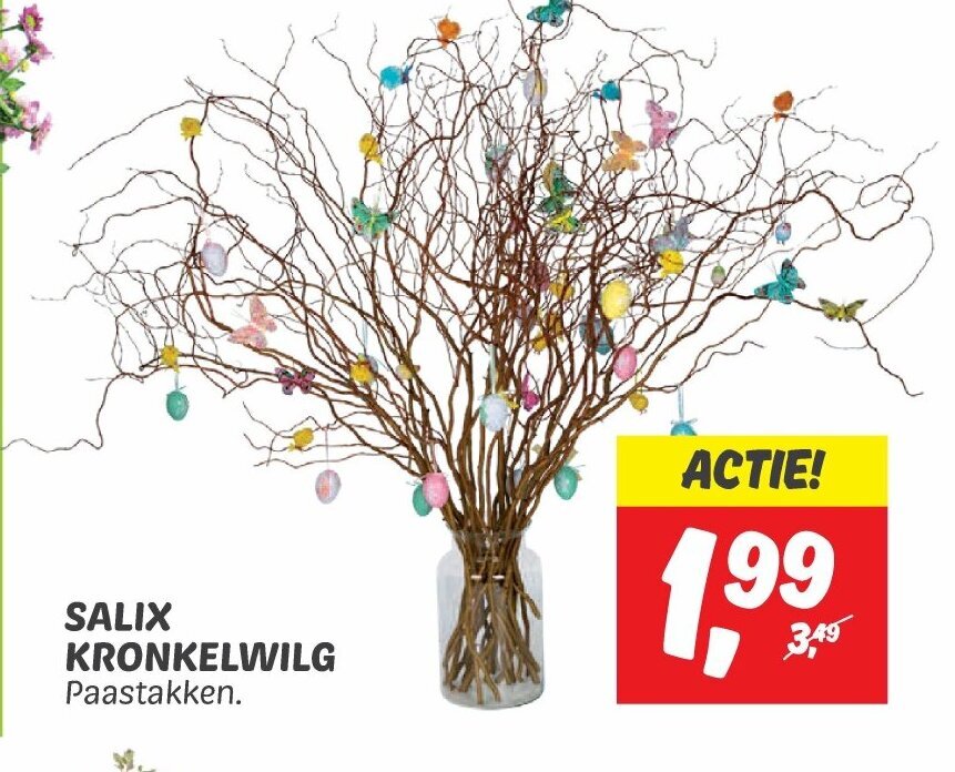 Salix Kronkelwilg Aanbieding Bij Dekamarkt