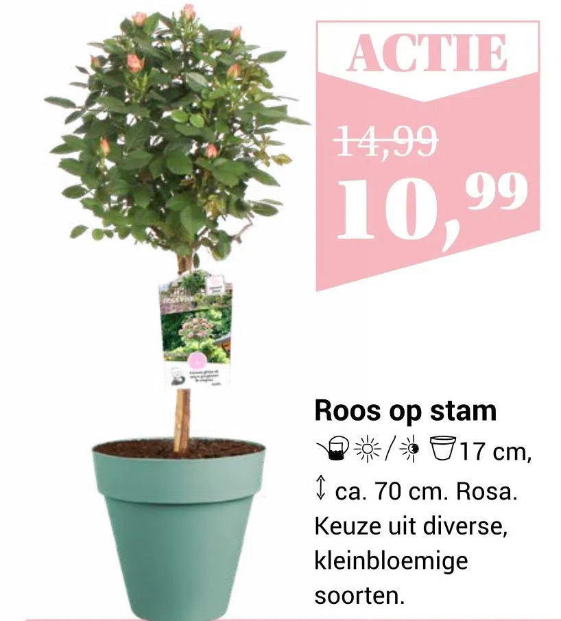 Roos Op Stam Aanbieding Bij Tuincentrum Osdorp