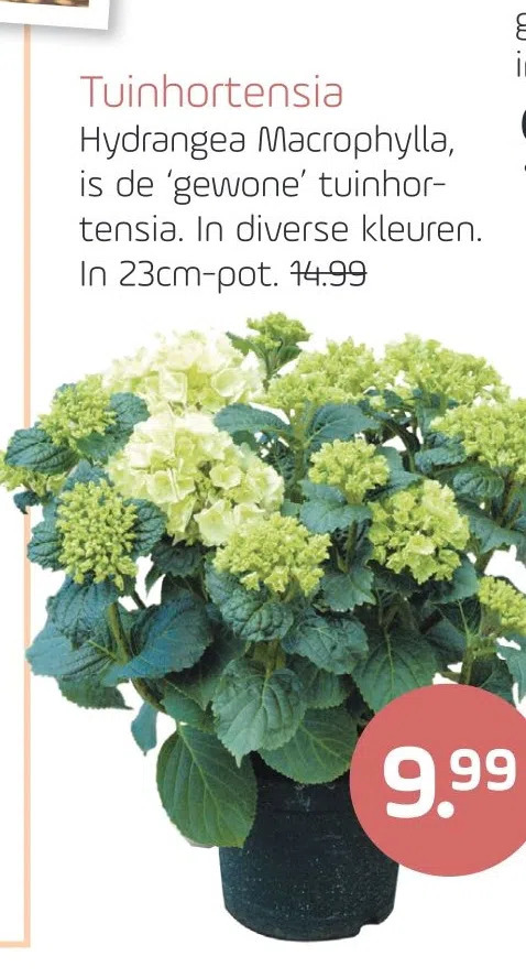 Tuinhortensia Aanbieding Bij Coppelmans