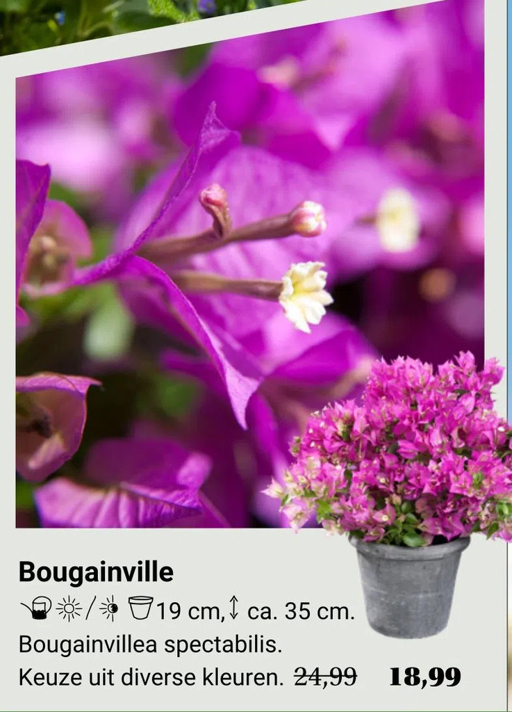 Bougainville Aanbieding Bij Tuincentrum Osdorp