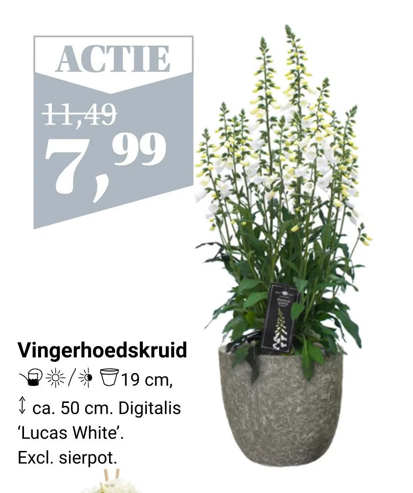 Vingerhoedskruid Aanbieding Bij Tuincentrum Osdorp