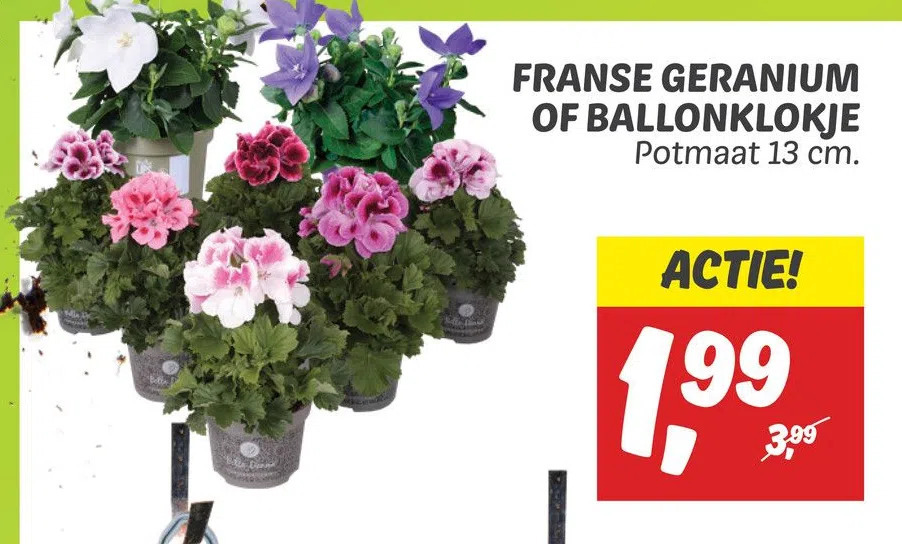 Franse Geranium Of Ballonklokje Aanbieding Bij Dekamarkt