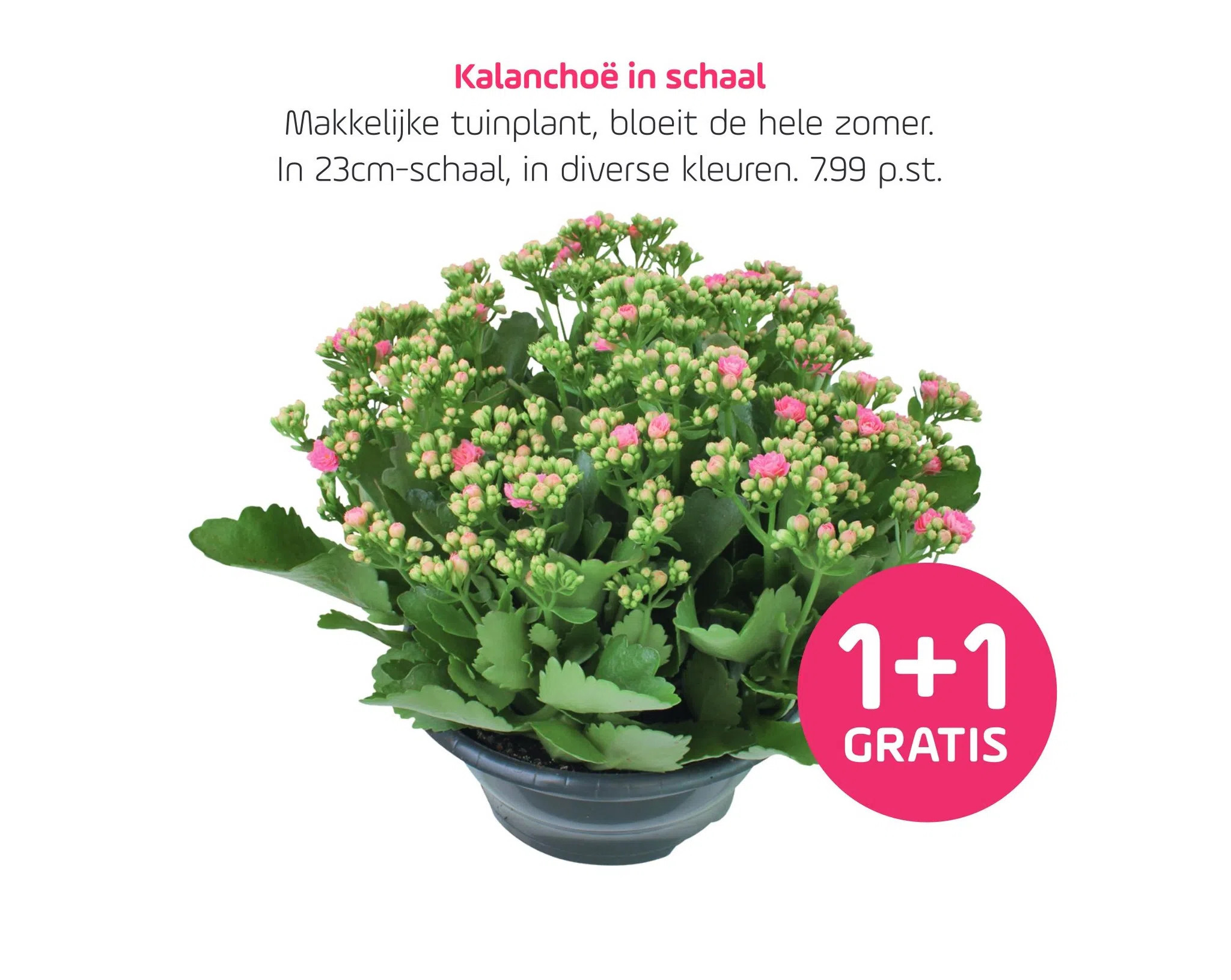 Kalanchoë in schaal aanbieding bij Coppelmans