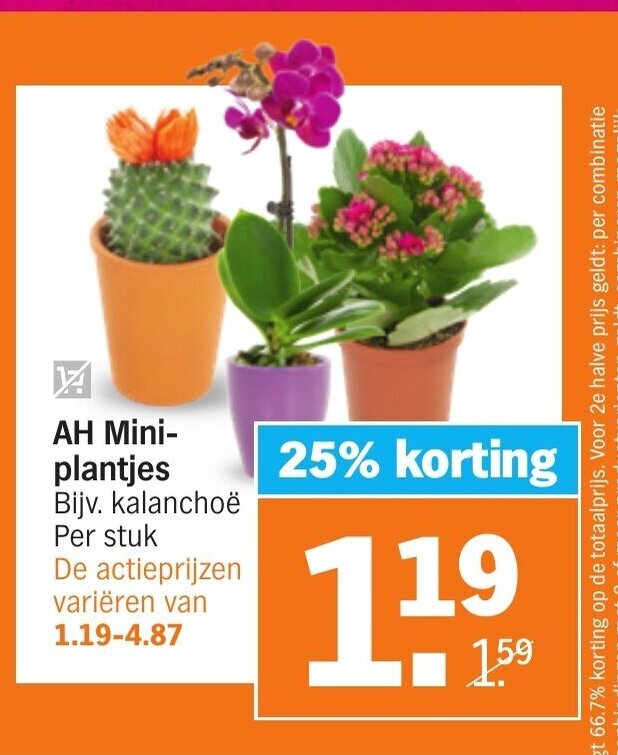 Mini Plantjes Aanbieding Bij Albert Heijn