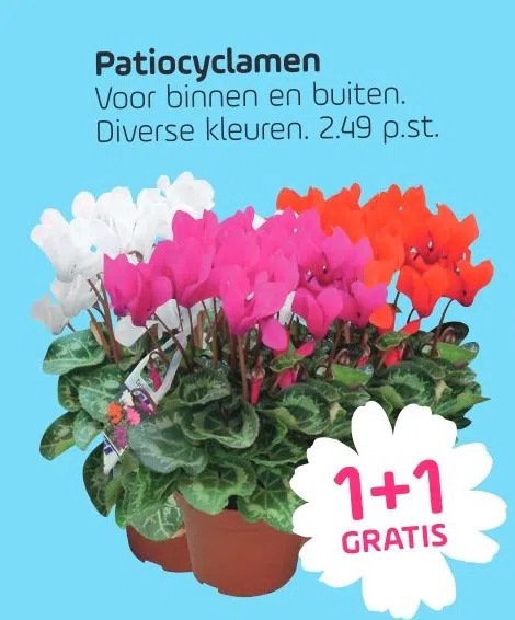 Patiocyclamen Voor Binnen En Buiten Diverse Kleuren Aanbieding Bij